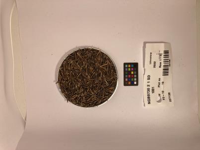 Click for 1 image(s) for this accession. SEED